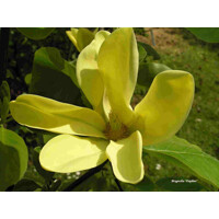 Magnolia soulangeana ´Daphne´ - 170/190cm