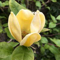 Magnolia soulangeana ´Daphne´ - 170/190cm