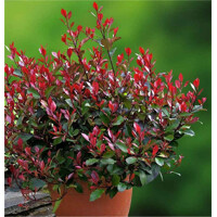 ?ervienka, Fotínia - Photinia fraseri ´Little Red Robin´ - 30/40cm