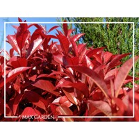 ?ervienka, Fotínia  - Photinia fraseri ´Robusta Compacta´ - 40/60cm