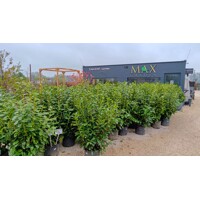 Vavrínovec lekársky - Prunus laurocerasus ´Novita´ - 125/150cm