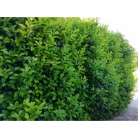 Vavrínovec lekársky - Prunus laurocerasus ´Novita´ - 125/150cm