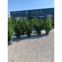 Vavrínovec lekársky - Prunus laurocerasus ´Novita´ - 125/150cm