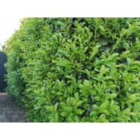 Vavrínovec lekársky - Prunus laurocerasus ´Novita´ - 125/150cm