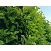 Vavrínovec lekársky - Prunus laurocerasus ´Novita´ - 125/150cm
