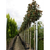 Magnólia ve?kokvetá - Magnolia grandiflora 'Gallisoniensis' - na 210cm kmeni