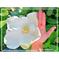Magnólia ve?kokvetá - Magnolia grandiflora 'Gallisoniensis' - na 210cm kmeni