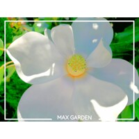 Magnólia ve?kokvetá - Magnolia grandiflora 'Gallisoniensis' - na 210cm kmeni