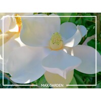 Magnólia ve?kokvetá - Magnolia grandiflora 'Gallisoniensis' - na 210cm kmeni