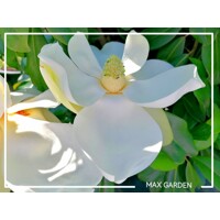 Magnólia ve?kokvetá - Magnolia grandiflora 'Gallisoniensis' - na 210cm kmeni