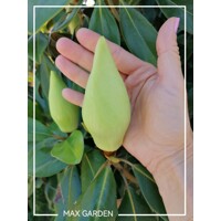 Magnólia ve?kokvetá - Magnolia grandiflora 'Gallisoniensis' - na 210cm kmeni