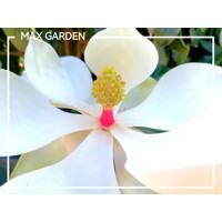 Magnólia ve?kokvetá - Magnolia grandiflora 'Gallisoniensis' - na 210cm kmeni
