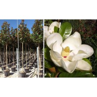 Magnólia ve?kokvetá - Magnolia grandiflora 'Gallisoniensis' - na 210cm kmeni