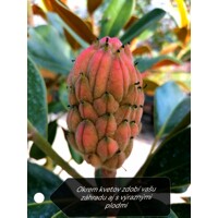 Magnólia ve?kokvetá - Magnolia grandiflora 'Gallisoniensis' - na 210cm kmeni