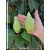 Magnólia ve?kokvetá - Magnolia grandiflora 'Gallisoniensis' - na 210cm kmeni