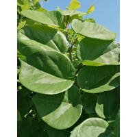 Judášovec ?ínsky - Cercis chinensis 'Avondale' - 160/180cm