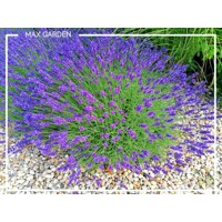 Levandu?a úzkolistá  -  Lavandula angustifolia 'Hidcote Blue Strain'