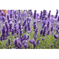 Levandu?a úzkolistá  -  Lavandula angustifolia 'Hidcote Blue Strain'