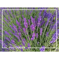 Levandu?a úzkolistá  -  Lavandula angustifolia 'Hidcote Blue Strain'