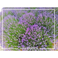Levandu?a úzkolistá  -  Lavandula angustifolia 'Hidcote Compact'