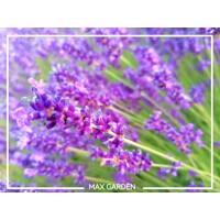 Levandu?a úzkolistá  -  Lavandula angustifolia 'Hidcote Compact'