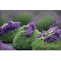 Levandu?a úzkolistá  -  Lavandula angustifolia 'Hidcote Compact'