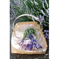 Levandu?a úzkolistá  -  Lavandula angustifolia 'Hidcote Compact'