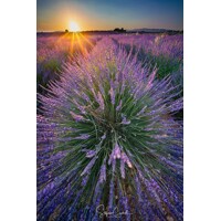 Levandu?a úzkolistá  -  Lavandula angustifolia 'Hidcote Compact'