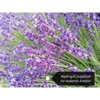 Levandu?a úzkolistá  -  Lavandula angustifolia 'Hidcote Compact'