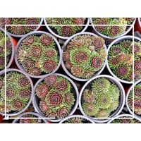 Skalná ruža - Sempervivum  sp.9