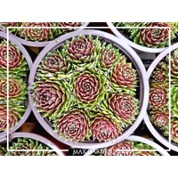Skalná ruža - Sempervivum  sp.9