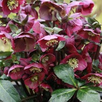 Helleborus orientalis ´Red Lady´