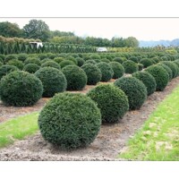 Tis oby?ajný - Taxus baccata - tvar gu?a 30/40cm - kore?ový bal