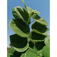 Judášovec strukovitý - Cercis siliquastrum ´Biela´ - na 180/220cm kmeni
