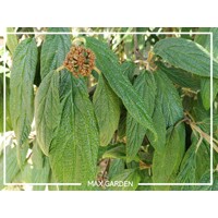 Kalina vrás?itolistá - Viburnum rhytidophyllum ’Willowwood’ - 20/30cm