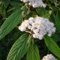 Kalina vrás?itolistá - Viburnum rhytidophyllum ’Willowwood’ - 20/30cm