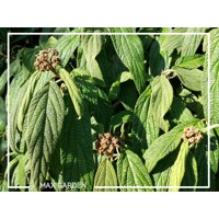 Kalina vrás?itolistá - Viburnum rhytidophyllum ’Willowwood’ - 20/30cm