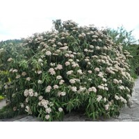 Kalina vrás?itolistá - Viburnum rhytidophyllum ’Willowwood’ - 20/30cm