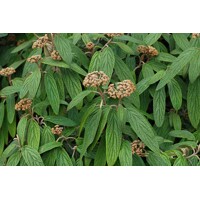 Kalina vrás?itolistá - Viburnum rhytidophyllum ’Willowwood’ - 20/30cm