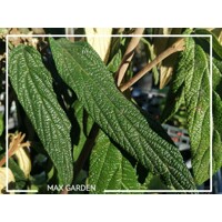Kalina vrás?itolistá - Viburnum rhytidophyllum ’Willowwood’ - 20/30cm