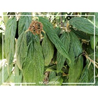 Kalina vrás?itolistá - Viburnum rhytidophyllum ’Willowwood’ - 20/30cm
