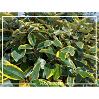 Hlošina ebbingeova - Elaeagnus x ebbingei ´Viveleg´ - 40/60cm