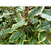 Hlošina ebbingeova - Elaeagnus x ebbingei ´Viveleg´ - 40/60cm