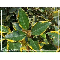 Hlošina ebbingeova - Elaeagnus x ebbingei ´Viveleg´ - 40/60cm