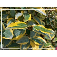 Hlošina ebbingeova - Elaeagnus x ebbingei ´Viveleg´ - 40/60cm
