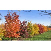 Parrotia persica  - 140/160cm