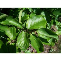 Parrotia persica  - 140/160cm