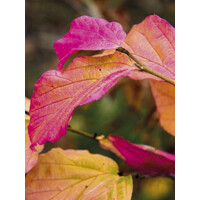 Parrotia persica  - 140/160cm